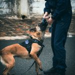 Security bedrijf met K-9